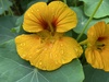 Nasturtiums - Photo (c) notanist, all rights reserved