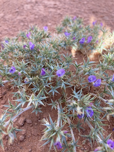 Astragalus kentrophyta var. coloradoensis