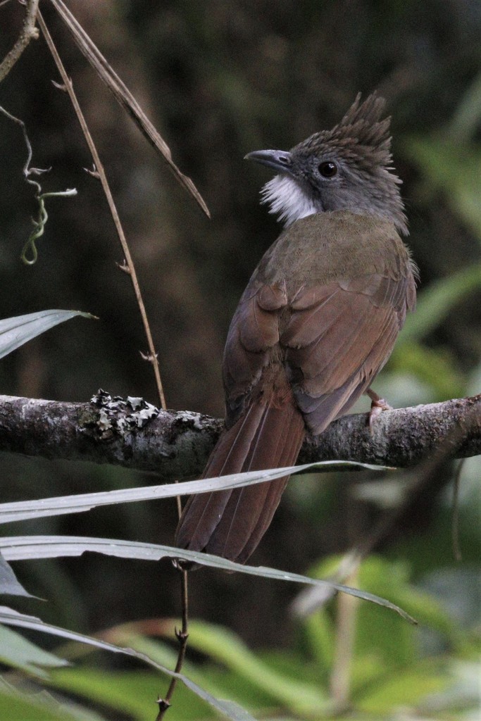 Penan Bulbul photo