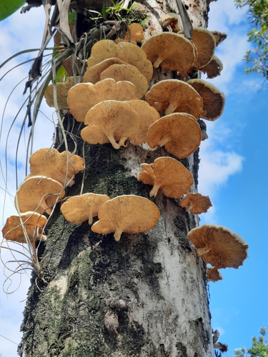 Lentinus scleropus
