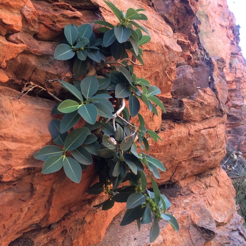 Ficus lilliputiana
