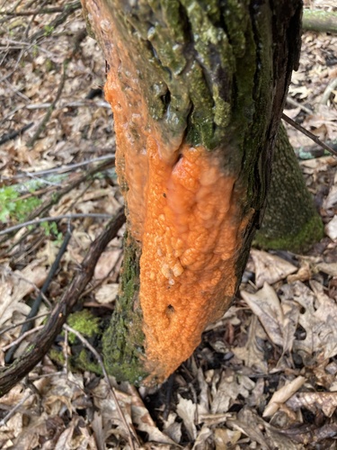 deer vomit
