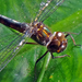 Dusk Dragonfly - Photo (c) Phil Bendle, all rights reserved, uploaded by Phil Bendle