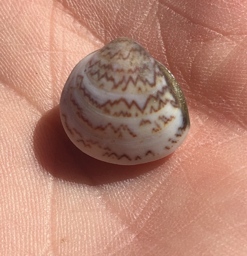 Morton's Cockle