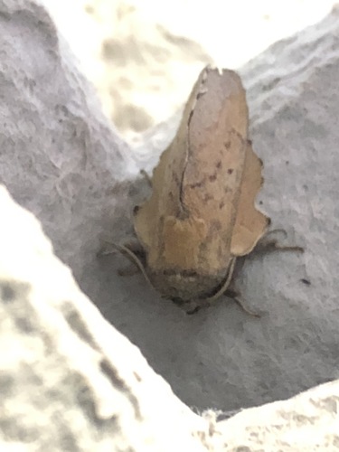 iNaturalist observation photo of American Lappet Moth