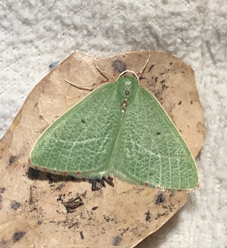iNaturalist observation photo of Nemoria pulcherrima