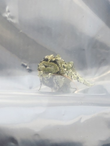 iNaturalist observation photo of Feralia februalis
