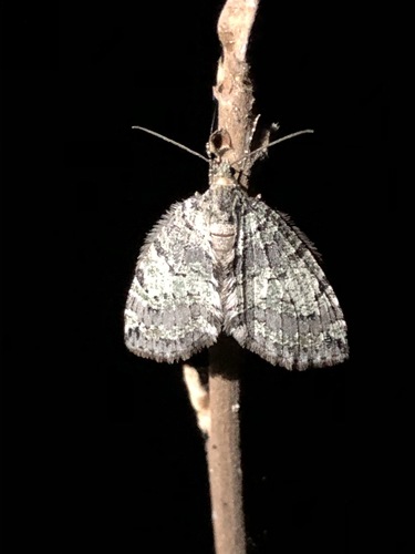 iNaturalist observation photo of Oak Winter Highflier