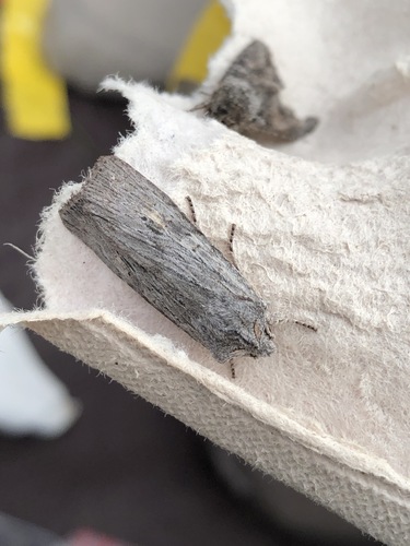 iNaturalist observation photo of Cutworm Moths and Allies