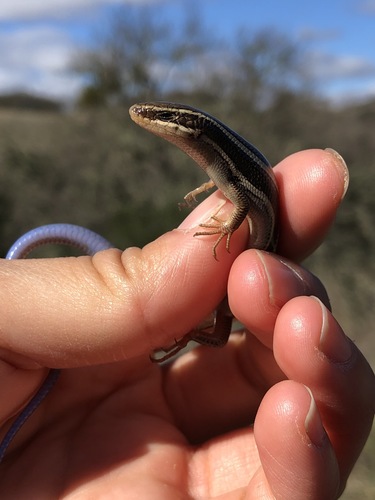 iNaturalist observation photo of Western Skink