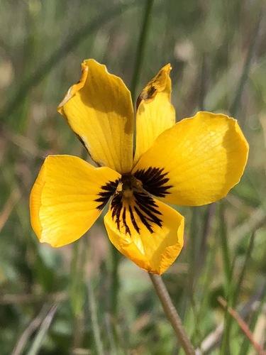 iNaturalist observation photo of California Golden Violet
