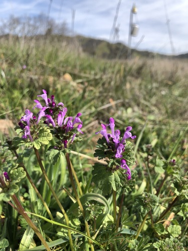 iNaturalist observation photo of henbit deadnettle