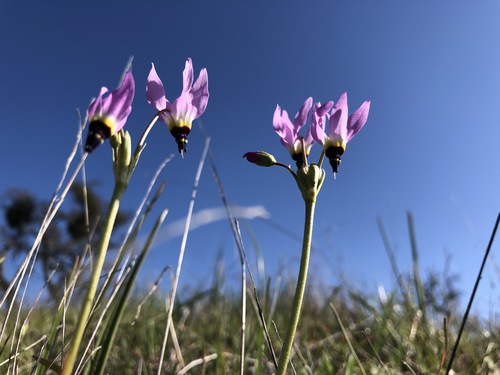 iNaturalist observation photo of Padre's Shooting Star