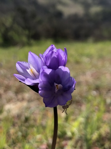 iNaturalist observation photo of blue dicks