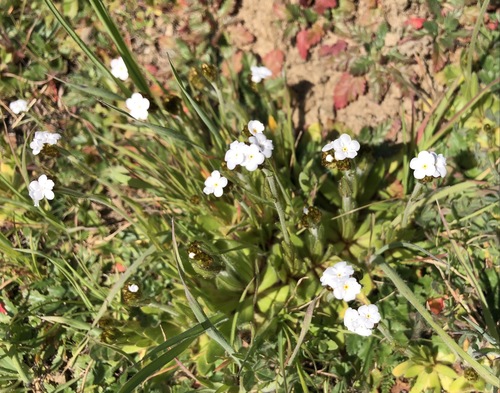 iNaturalist observation photo of Rusty Popcornflower