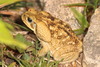 Giant Toad - Photo (c) Sam W. Heads, all rights reserved, uploaded by Sam W. Heads