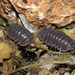 Sfenthourakis's Pill Woodlouse - Photo (c) Themis Nasopoulou, all rights reserved, uploaded by Themis Nasopoulou