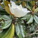 Southern Magnolia - Photo (c) Christa M Hull, all rights reserved
