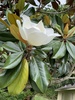 Southern Magnolia - Photo (c) Christa M Hull, all rights reserved, uploaded by Christa M Hull
