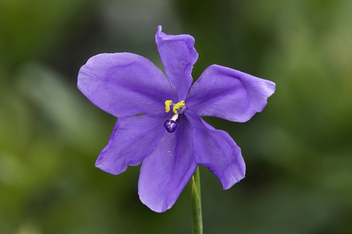 Salpingostylis caelestina (W.Bartram) Small