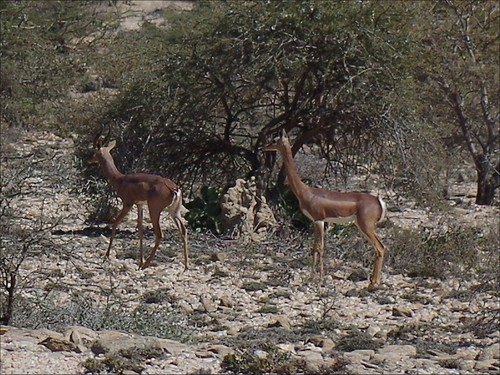 Northern Gerenuk
