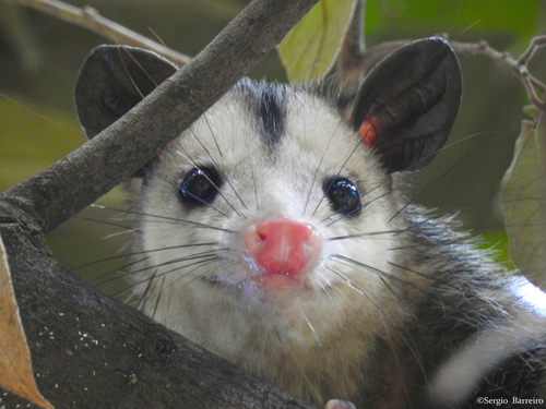 Southern Opossum