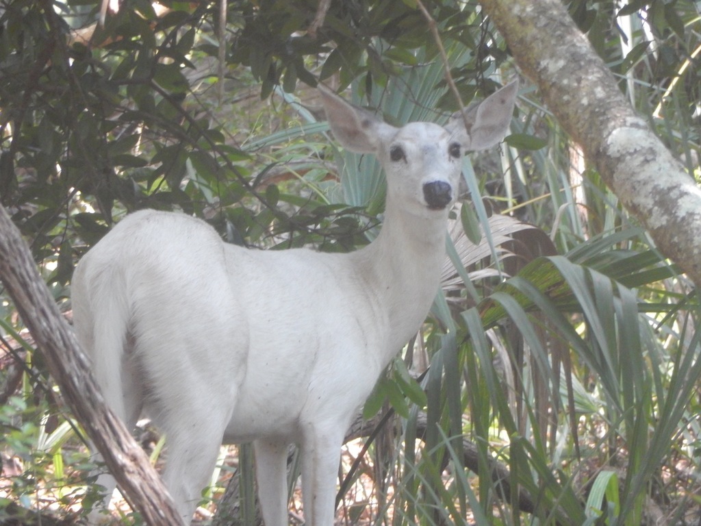 Venado de cola blanca (Mamíferos de la Orinoquía Colombiana ) · iNaturalist