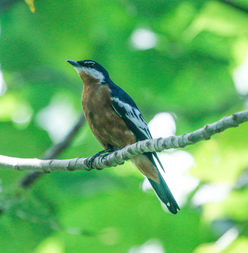 Rufous-bellied Triller photo