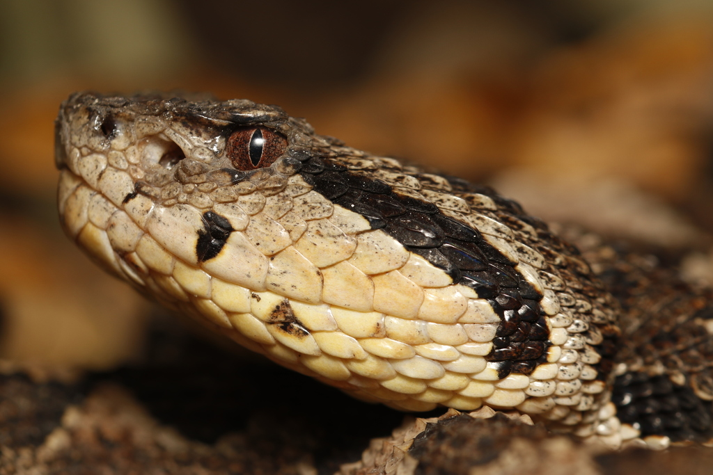 Mexican Jumping Pit Viper from Naranjal, Ver., México on April 14, 2019