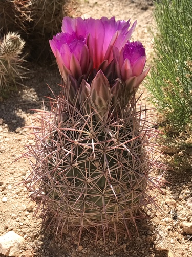 Johnson's Beehive Cactus