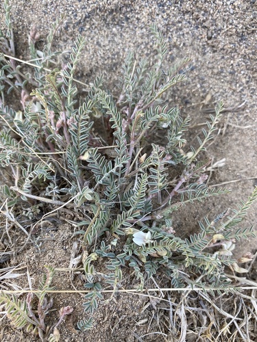 Picabo milkvetch (Astragalus oniciformis)