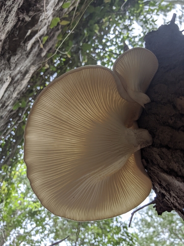 Lentinus scleropus