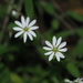 Bog Stitchwort - Photo (c) 小铖/Smalltown, all rights reserved, uploaded by 小铖/Smalltown