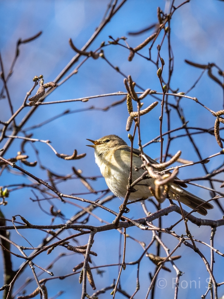 common-chiffchaff-from-stirchley-birmingham-b30-2xr-yhdistynyt