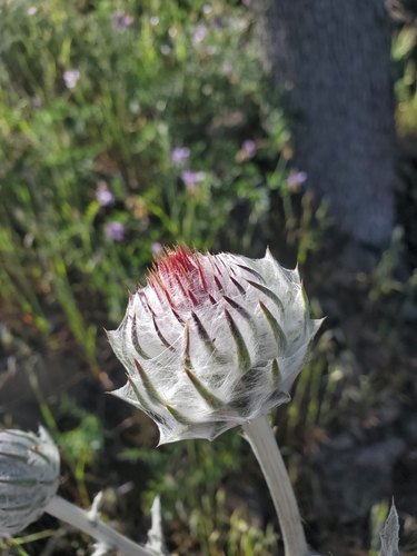 iNaturalist observation photo of Cobwebby Thistle