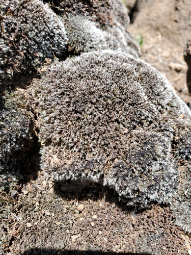 iNaturalist observation photo of Mosses
