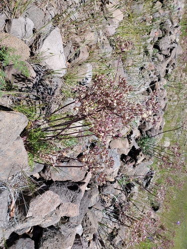 iNaturalist observation photo of woollyfruit desertparsley