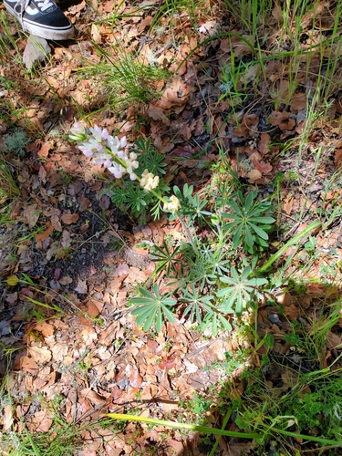 iNaturalist observation photo of chick lupine