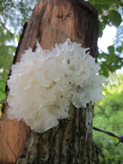 Tremella fuciformis image