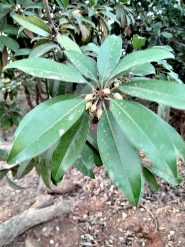 Manilkara zapota - Whole tree