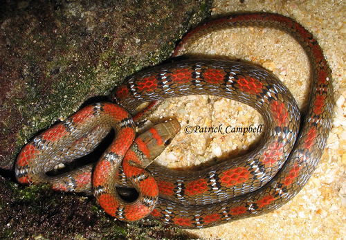 Banded Flying Snake (chrysopelea Pelias) · Inaturalist