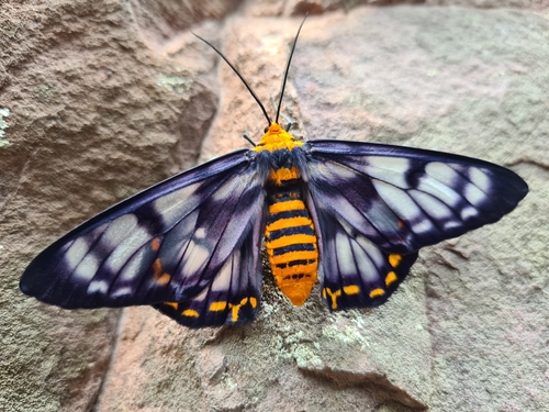 four o'clock moth