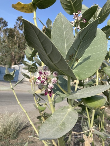 giant milkweed