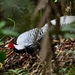 Silver Pheasant (Hainan) - Photo (c) HUANG QIN, all rights reserved, uploaded by HUANG QIN