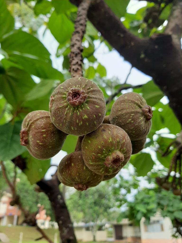 Ficus auriculata (Ficus auriculata)