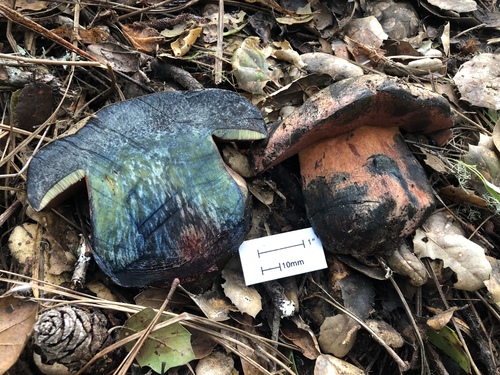 Liver Bolete