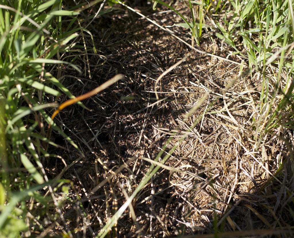 Northern Red Wood Ant from Grayland wa on May 12, 2012 by chimeravo. I ...