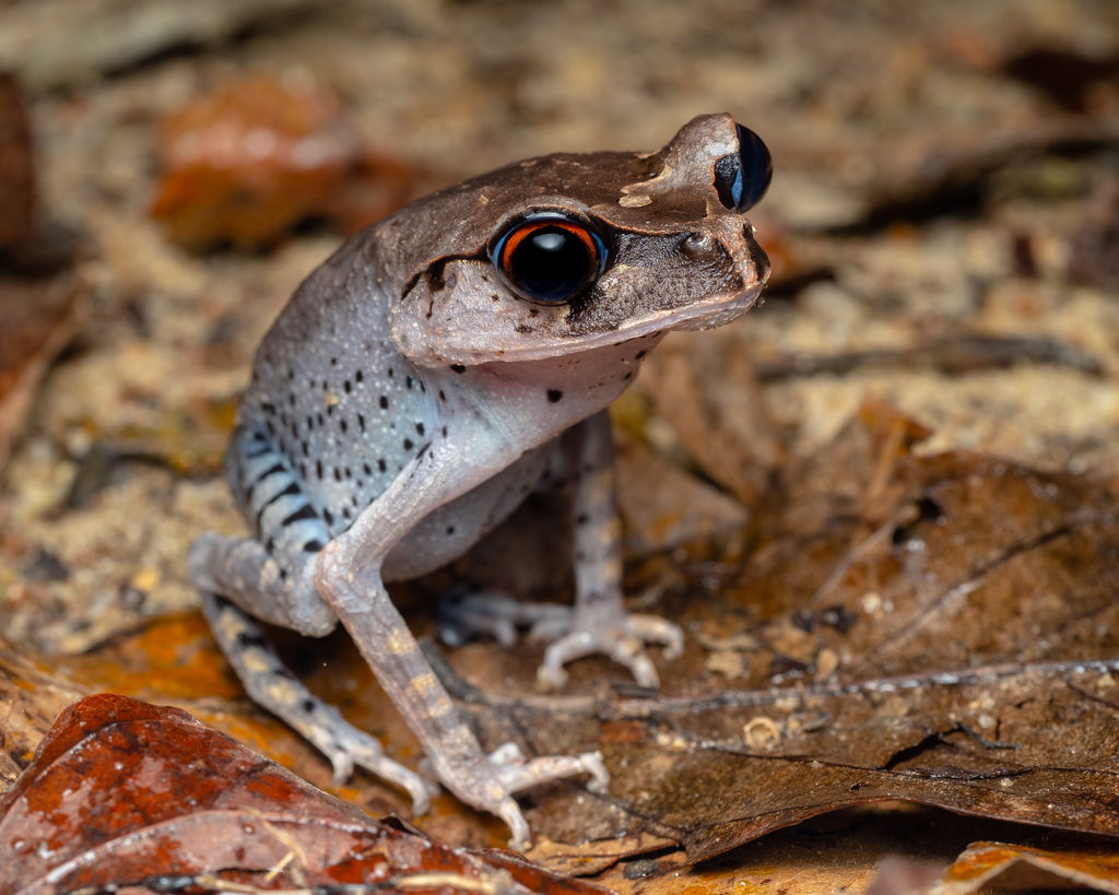 Spotted Litter Frog (Leptobrachium hendricksoni)