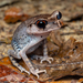 Spotted Litter Frog - Photo (c) Roy Kittrell, all rights reserved, uploaded by Roy Kittrell
