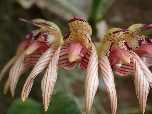 Bulbophyllum bicolor